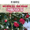 제주4.3창작뮤지컬 동백꽃 피는날에 | 1월 제주도 가볼만한곳, 제주 동백꽃 명소 카멜리아힐