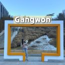 충효로 | 춘천 강아지숲 내돈내산 방문후기