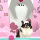 인천시청역 7번출구 | 몽개구름 | 인천간석동애견미용 추천! | 장모치와와 강아지미용 솔직후기