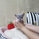 애견왕국 이미지