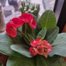 화교협회행정사사무소 | 한국화교협회 발행 &#34;호적등기부&#34; 번역후 공증 받아 고객에게 신속 송부 조치 (2025년11월27일)