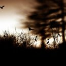 꿈의 대화 이미지