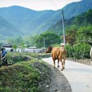 고향참기름집 이미지