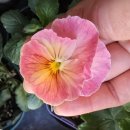 고봉가든 이미지