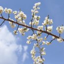 화개농원 이미지