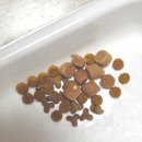 냠냠펫푸드 | [체험단] 입맛 까다로운 고양이도 싹싹 비우는 '하림펫푸드 더리얼 로우' 급여 솔직후기 🐱
