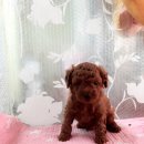 도그앤 제이 이미지