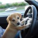 천지추 애견샵 이미지