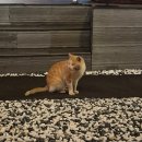 환타지 | 가평 글램핑장 환타지콜라보리조트 야외 수영장 바비큐 글램핑 후기