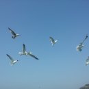 부산갈매기 이미지