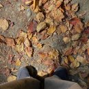 별을 담은 숲 이미지