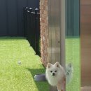 멍크라운 이미지