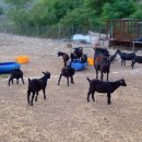 전원사슴농장 이미지