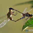 고추잠자리 이미지