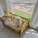 사랑해똥깡아지 이미지