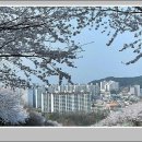 삼척 봉황산 벚꽃 이미지