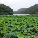 비실연꽃마을 이미지