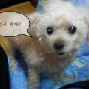 코디애견샾 이미지