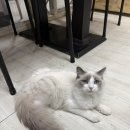 블루랙돌 | 랙돌고양이가 있고 음료가 맛있는 양이랑커피랑 고양이카페 솔직후기(아이랑 같이 가기 좋은곳)