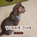 공간의 의미 Ⅱ | 집사의하루 건대점ㅣ건대 고양이카페 유기묘 보호하는 의미있는 공간