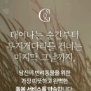 몽몽이 애견미용 이미지