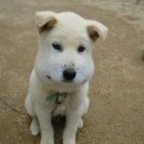 데굴데굴 이미지