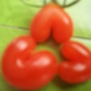 토마루농장 이미지