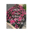 청주어버이날카네이션 | 더서스오브파워 청주꽃집 청주시내꽃집 청주성안길꽃집 청주식물가게 청주...
