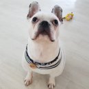 스타펫미팅 이미지