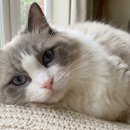 개냥이 세계 이미지