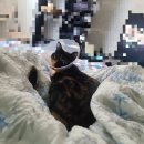 비빔스송내로데오점 이미지