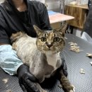 함께냥 본점 이미지