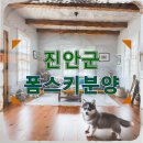 진안군 폼스키분양 충동적으로 데려온 아이의 현실과 나의 다짐