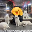 겨울이머무는집 | [홍대 놀거리] 겨울이 머무는 집 사모예드 카페 후기