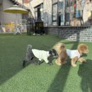 아따멍멍 이미지