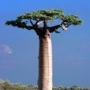 세계에서 가장 큰 나무기둥 둘레- 바오밥나무 / 이미지
