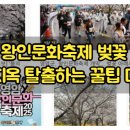 군서농협앞게시대 | 영암 왕인문화축제 벚꽃 성지, 주차 지옥 탈출하는 꿀팁 대공개!