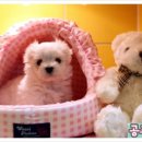 공주애견&Black Dog 이미지