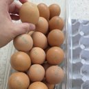 명승양계농장 이미지