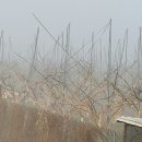 오리나라만세 이미지