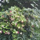 덩쿨농장 이미지