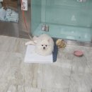방학동물병원 | 강아지일상🐻‍❄️ 포메라니안 루이 슬개골 탈구 수술 후기 "도봉구 방학동물병원"