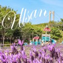 장생포고래특구협동조합 | 부산 근교 당일치기 울산 장생포 고래 문화마을 라벤더 만개