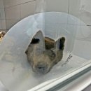 생생동물병원 이미지