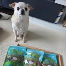 견슐랭 | 강아지 비건 간식 ‘견슐랭’ 후기 :: 식물성 단백질 콩고기로 만든 건강한 반려동물 간식