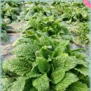 사파동232 이미지