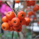 연합 농장 이미지