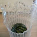 수박씨 | 🍉초달달 고당도 무등산 씨없는 꿀수박 3kg – 주문 후기🍉
