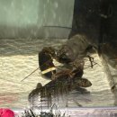 시눅 | 캘거리 시눅 보일링 씨푸드 맛집 'Red Lobster'