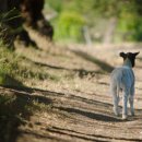 분도농장 이미지